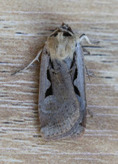 Parabagrotis formalis