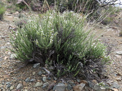 Eriocephalus pauperrimus