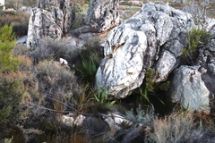 Watsonia vanderspuyae