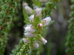 Eriocephalus pauperrimus