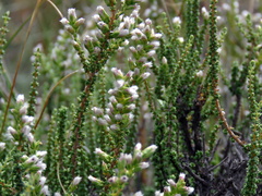 Eriocephalus pauperrimus