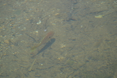 Lepomis peltastes