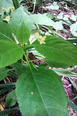 Impatiens parviflora