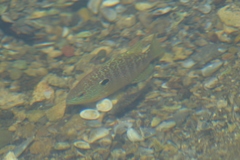 Lepomis peltastes