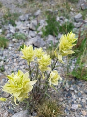 Castilleja septentrionalis