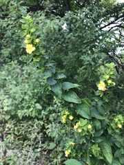 Dasistoma macrophylla