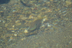 Lepomis peltastes
