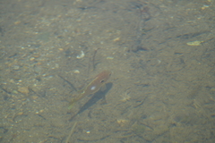 Lepomis peltastes