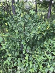 Dasistoma macrophylla