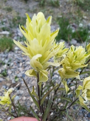 Castilleja septentrionalis