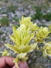 Castilleja septentrionalis