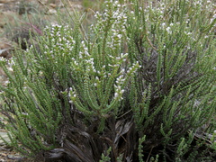 Eriocephalus pauperrimus