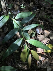 Psammisia graebneriana