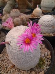 Mammillaria herrerae