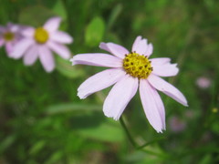 Coreopsis rosea