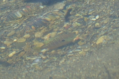Lepomis peltastes