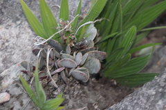 Adromischus hemisphaericus
