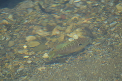 Lepomis peltastes