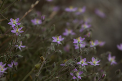 Spergularia macrotheca macrotheca