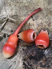 Psammisia graebneriana