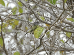 Todirostrum maculatum