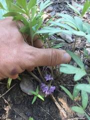 Hydrophyllum alpestre