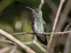 Chionomesa fimbriata