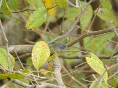 Todirostrum maculatum