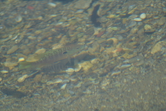 Lepomis peltastes