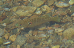 Lepomis peltastes