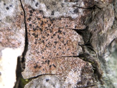 Pseudoschismatomma rufescens