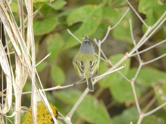 Todirostrum maculatum