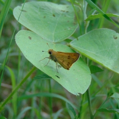 Polites vibex praeceps