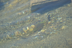 Lepomis peltastes