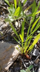 Perideridia californica