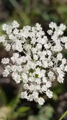 Perideridia californica