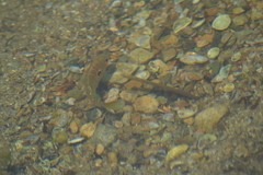 Lepomis peltastes