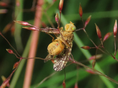Oxyna flavipennis