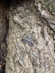 Phalaenophana pyramusalis