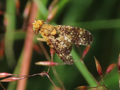 Oxyna flavipennis