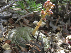 Crassula hemisphaerica