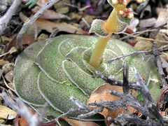 Crassula hemisphaerica