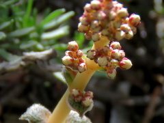 Crassula hemisphaerica