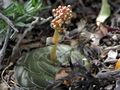 Crassula hemisphaerica