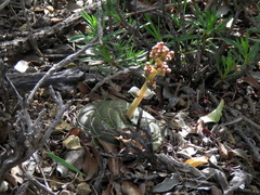 Crassula hemisphaerica