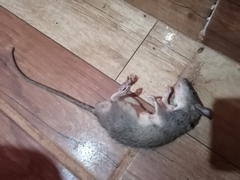 Rattus rattus