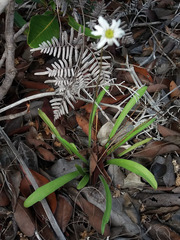 Pytinicarpa sarasinii
