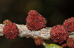 Bocquillonia sessiliflora