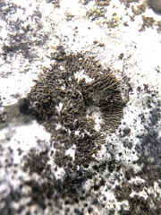 Placynthium stenophyllum