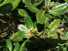 Xanthostemon carlii